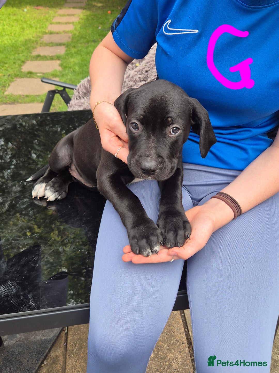 American Bully dogs for sale: American Bully Pups for sale - Image 28