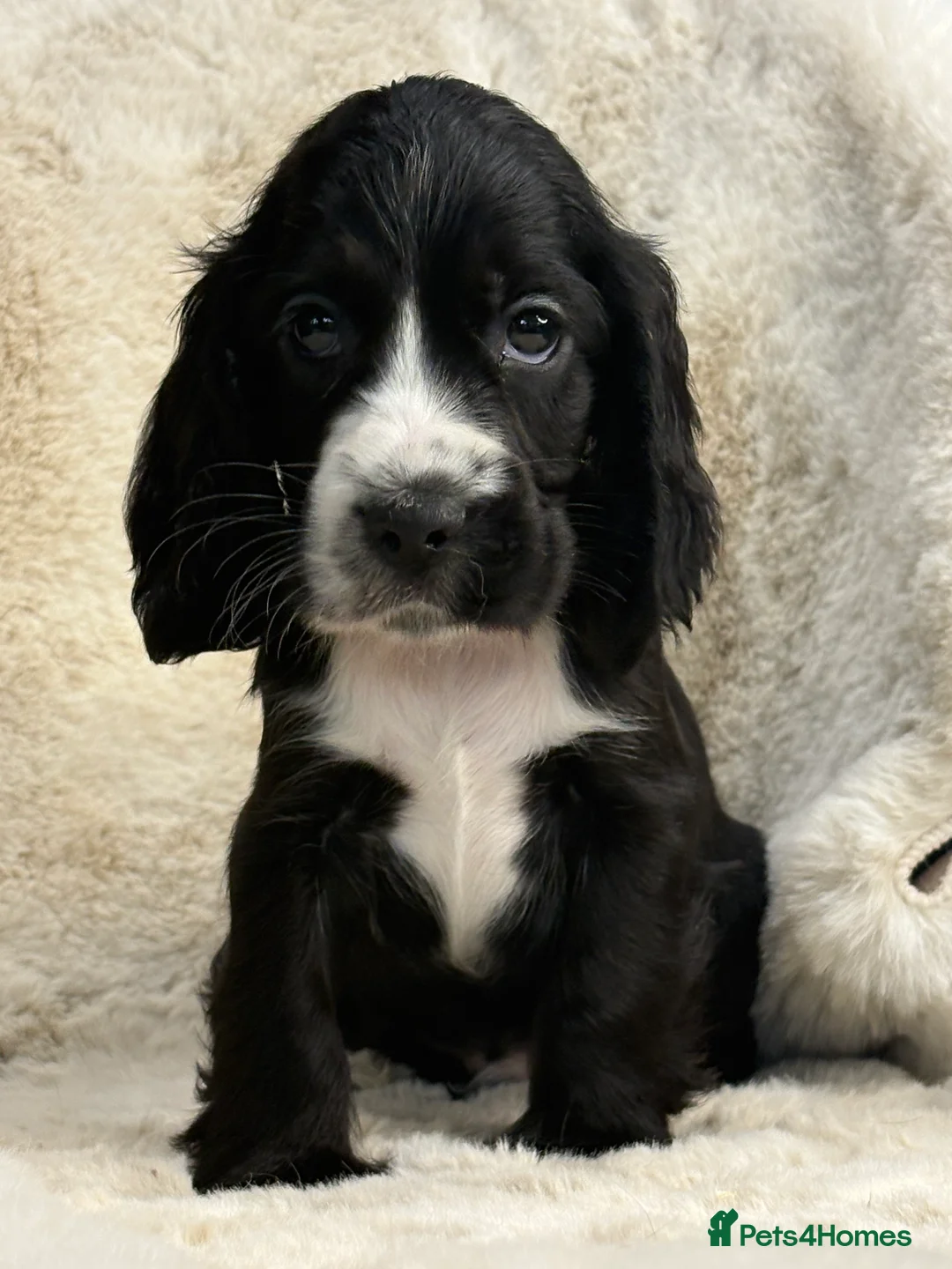 Cocker Spaniel dogs for sale: Top quality cocker spaniel pups  - Advert 20