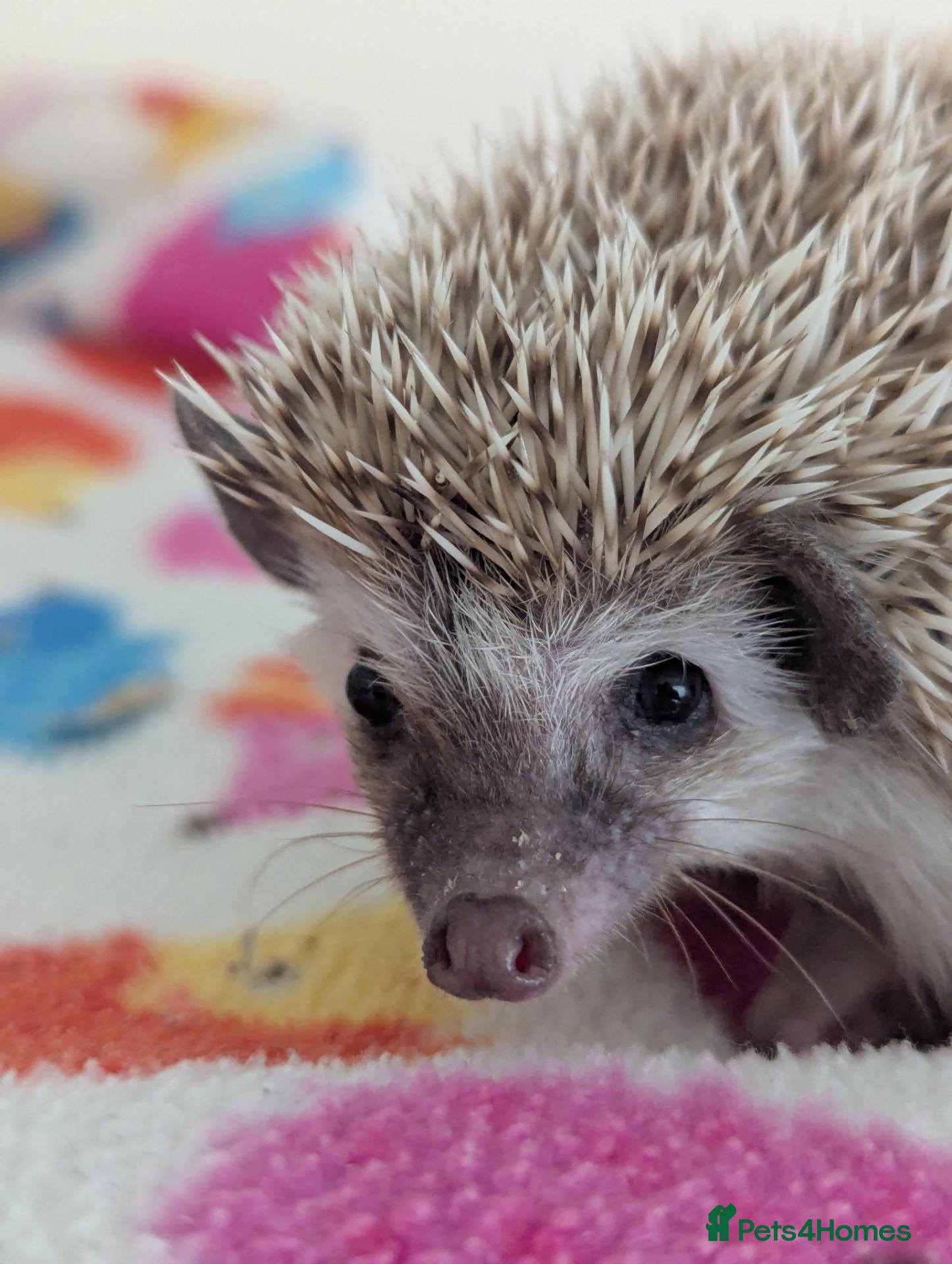 Pygmy Hedgehog rodents 10 Week Old Baby Hoglets REDUCED TO £220 - Advert 1