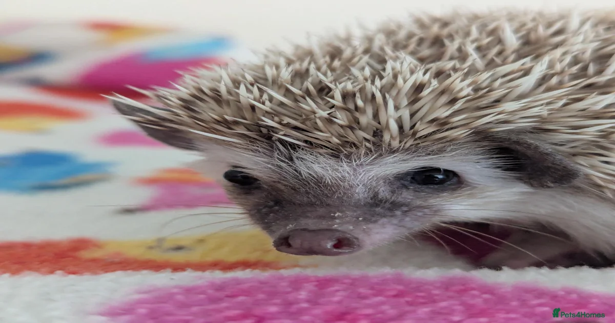 Exotic Pets & Animals for sale | Pets4Homes