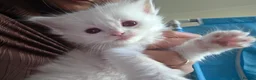 Ragdoll cats for sale: Pure ragdoll kittens  - Advert 8