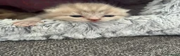 British Shorthair cats for sale: British shorthair  - Advert 11