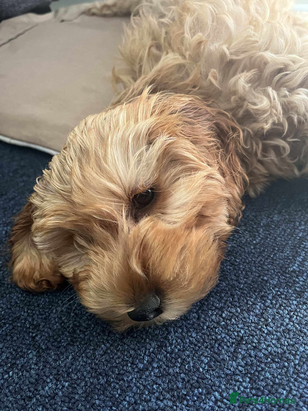 Cockapoo dogs for sale: Cockapoo female - Image 1