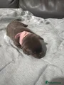 Labrador Retriever light pink collar