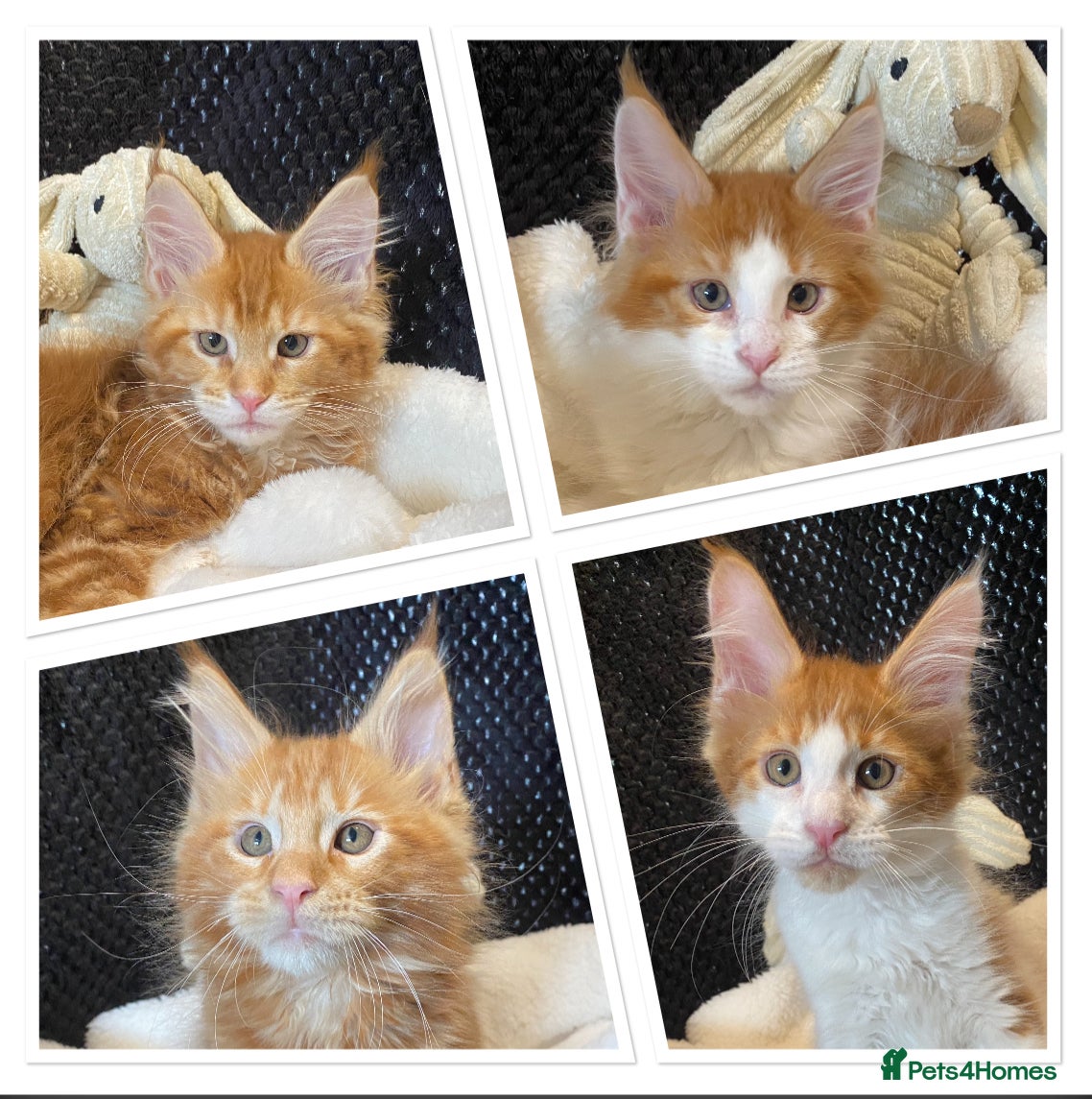 Maine Coon cats for sale: Monarch, Maine coon PEDIGREE XL kittens - Advert 1