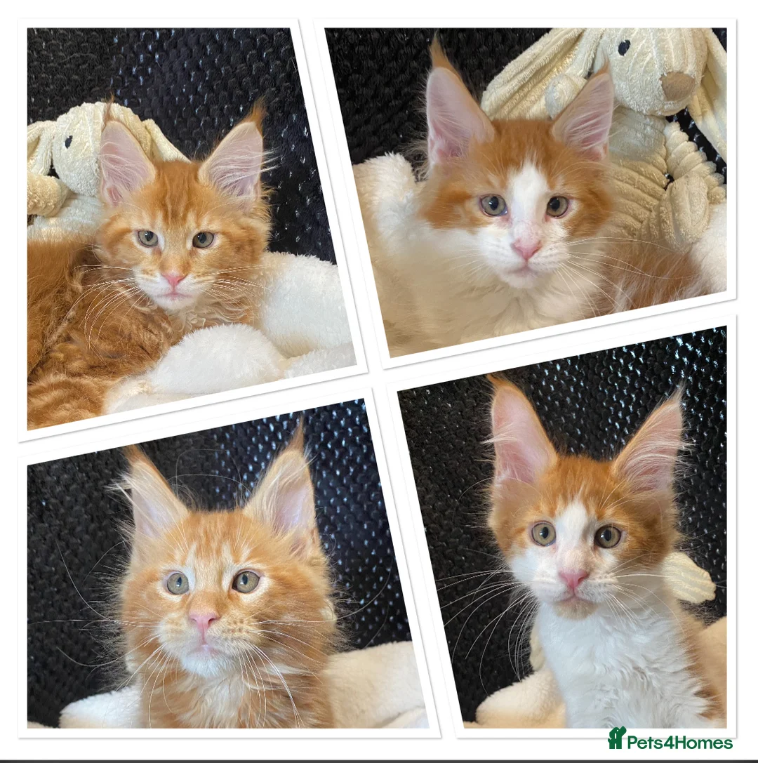 Maine Coon cats for sale: Monarch, Maine coon PEDIGREE XL kittens - Advert 1