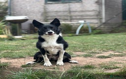 Border Collie dogs for sale: Ralph 5 year old Border Collie - Image 2
