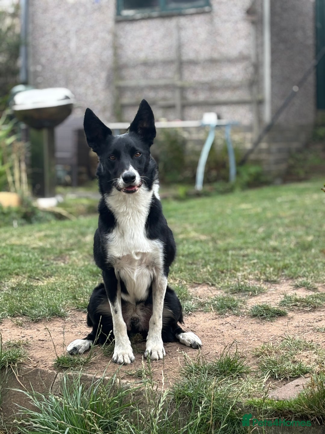 Border Collie dogs for sale: Ralph 5 year old Border Collie - Image 2