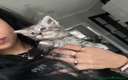 Maine Coon cats for sale: Russian XL maine coons!❤️ready to leave next week! - Image 17