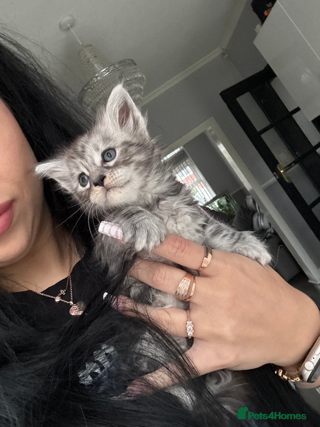 Maine Coon cats for sale: Russian XL maine coons!❤️ready to leave next week! - Image 17