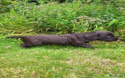 Cocker Spaniel dogs for sale: FTCH, KC REG working cocker pups - Image 15