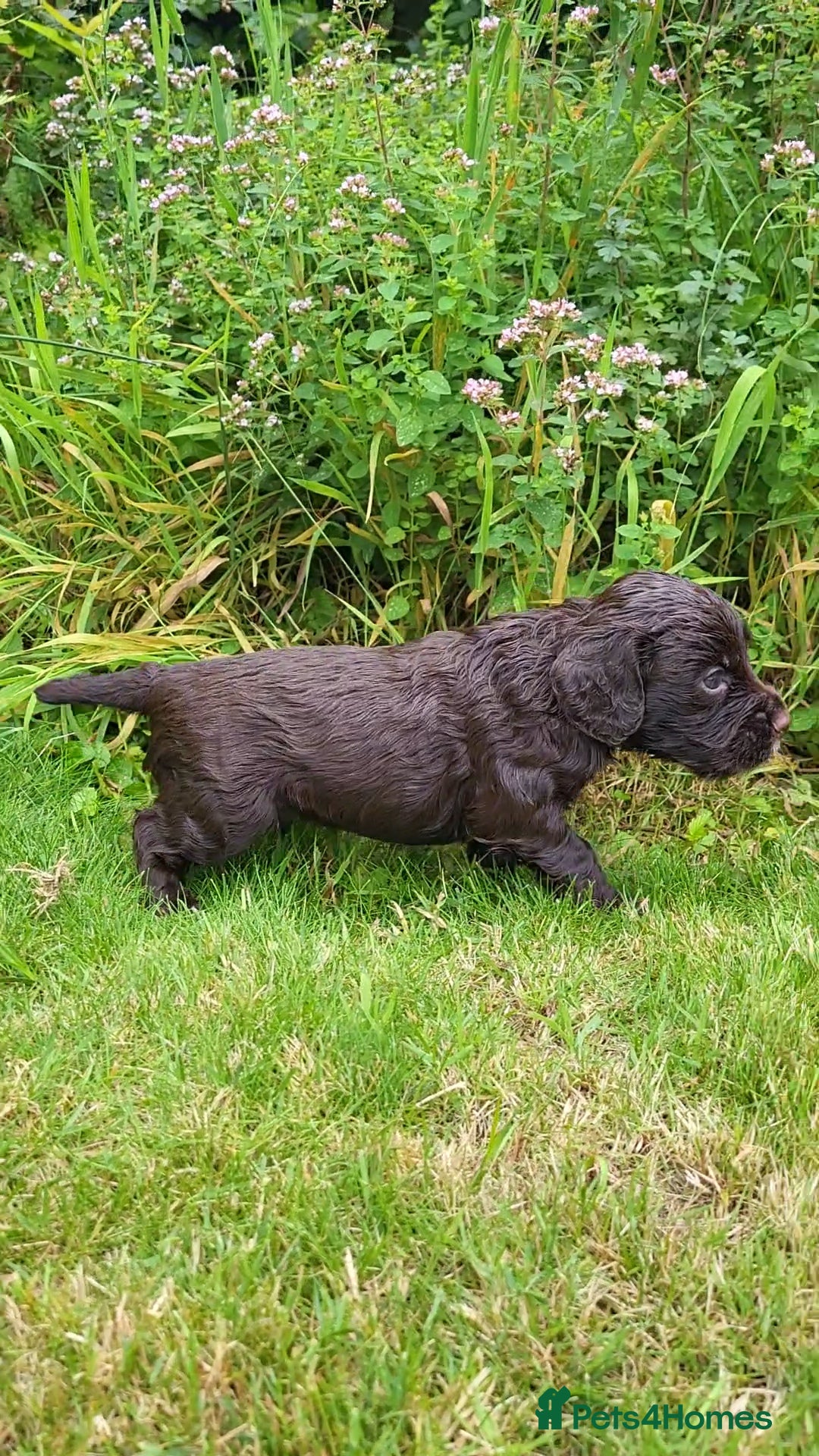 Cocker Spaniel dogs for sale: FTCH, KC REG working cocker pups - Image 15