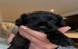 Cavapoo dogs for sale: F1 Beautiful Black Boy - Image 3