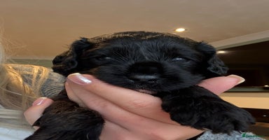 Cavapoo dogs - Advert 2