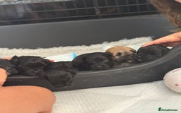 Yorkiepoo dogs for sale: Yorkiepoos - Image 17