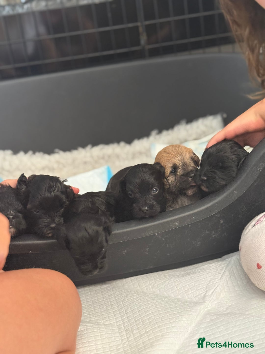 Yorkiepoo dogs for sale: Yorkiepoos - Image 17