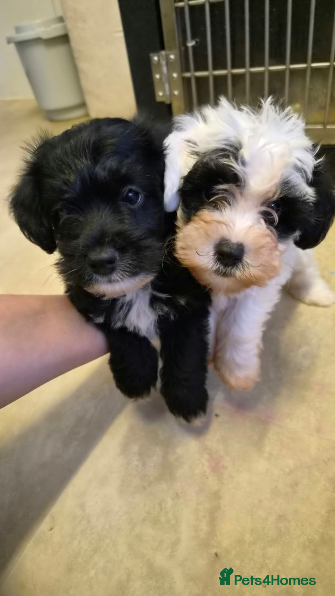 Jackapoo dogs Two beautiful male toy jackapoos  - Advert 5
