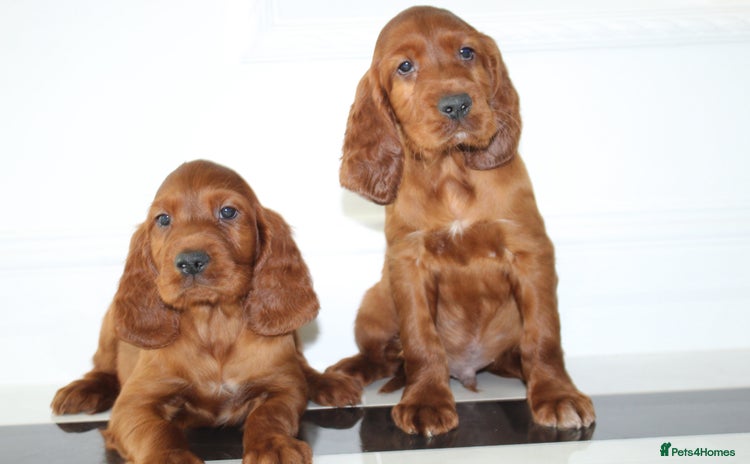 Irish Setter dogs - Advert 16