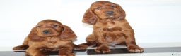Irish Setter dogs for sale: Beautiful KC registered health tested parents - Advert 5