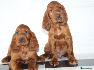 Irish Setter dogs - Advert 6