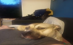 Mixed Breed dogs for sale: Phorsa - Image 2
