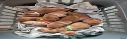 Labrador Retriever dogs for sale: Labrador  in Northallerton - Advert 17