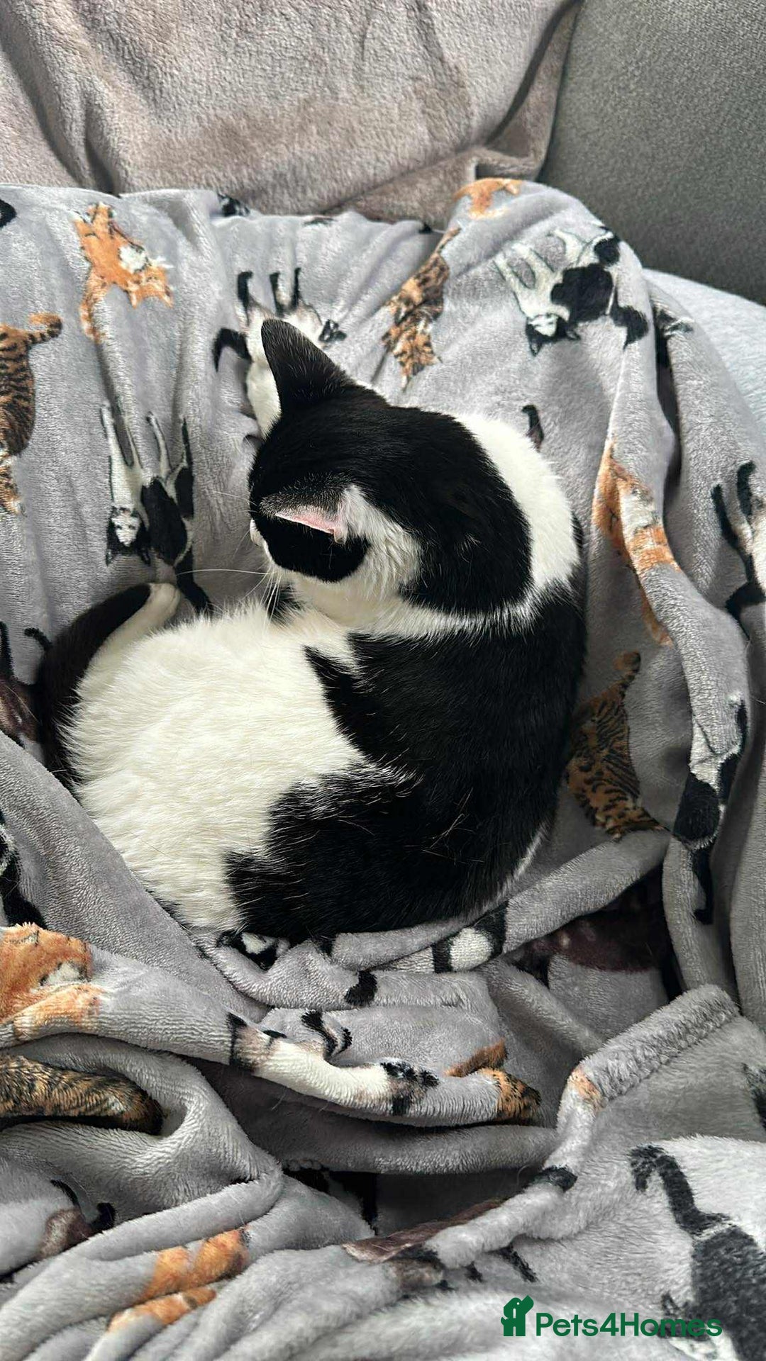 Domestic Shorthair cats for sale: Nyx - Shorthair Domestic  - Image 6