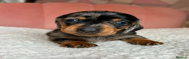 Miniature Dachshund 4