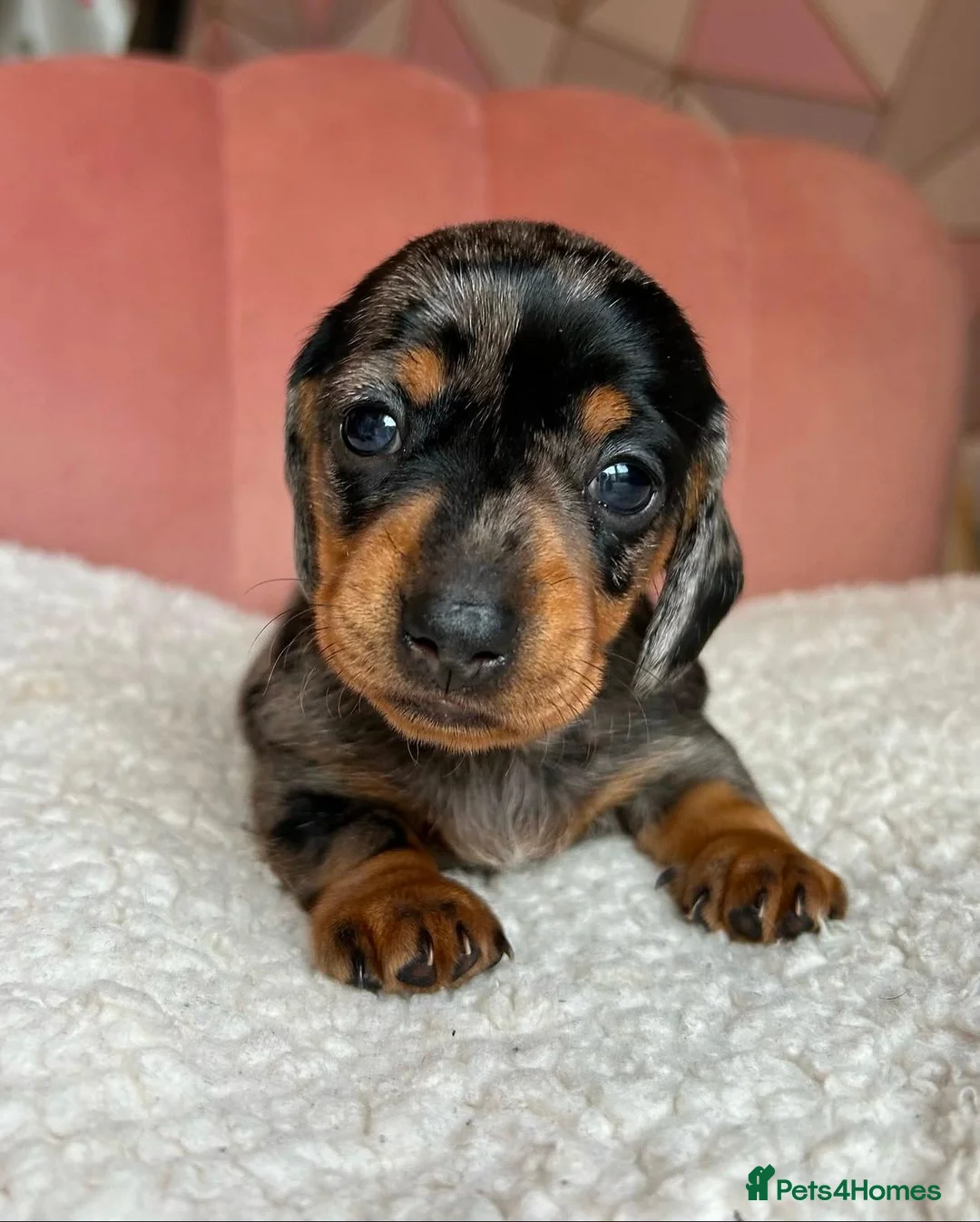 Miniature Dachshund dogs for sale: Smooth haired Dachshund puppies. - Advert 2