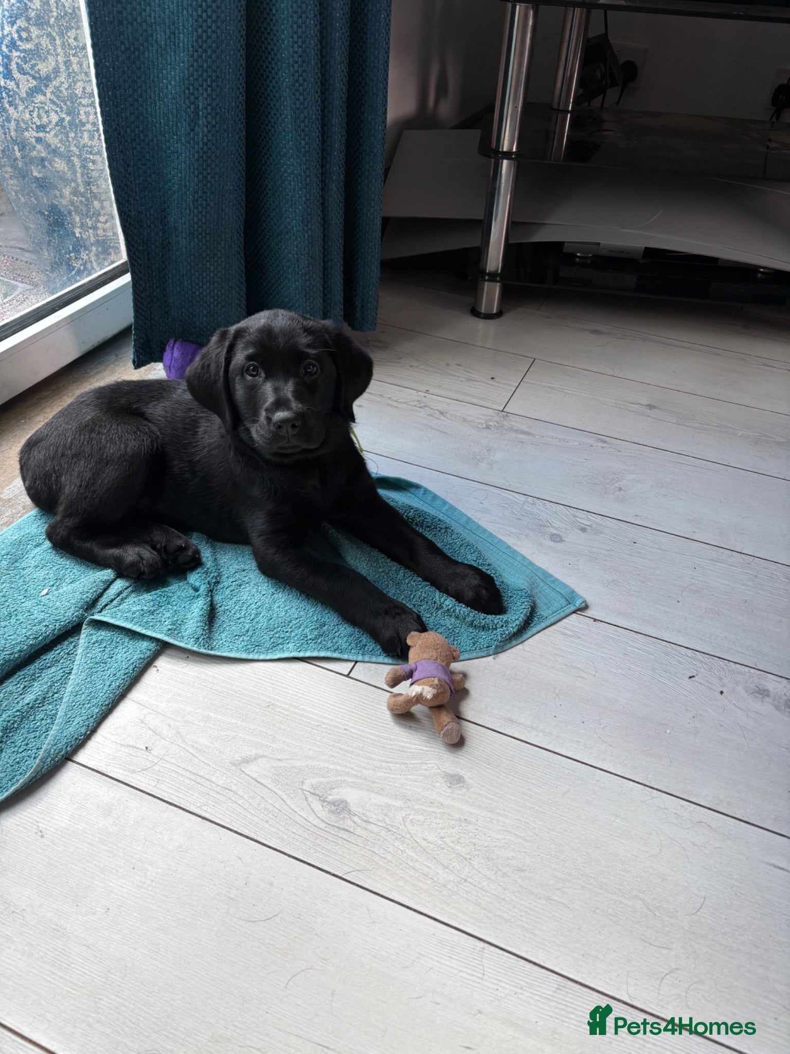 Goldador dogs Beautiful Chunky Labrador puppies - Advert 2