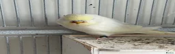 Budgerigars birds for sale: Young budgies for sale - Advert 5