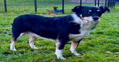 Border Collie dogs Agata: Left Behind, but Never Stopped Hoping - Advert 4