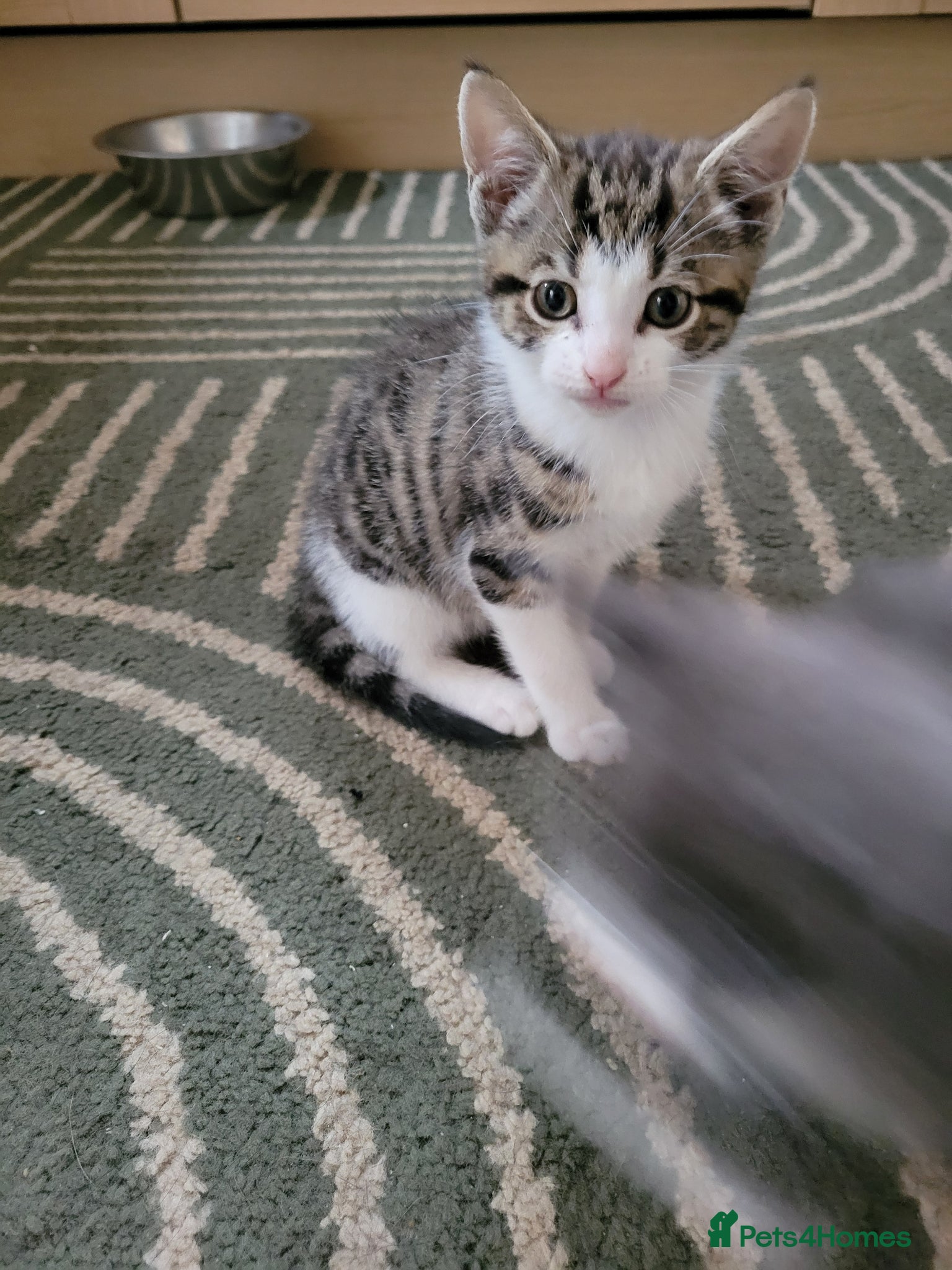 Mixed Breed cats for sale: Very cute kittens - Advert 9