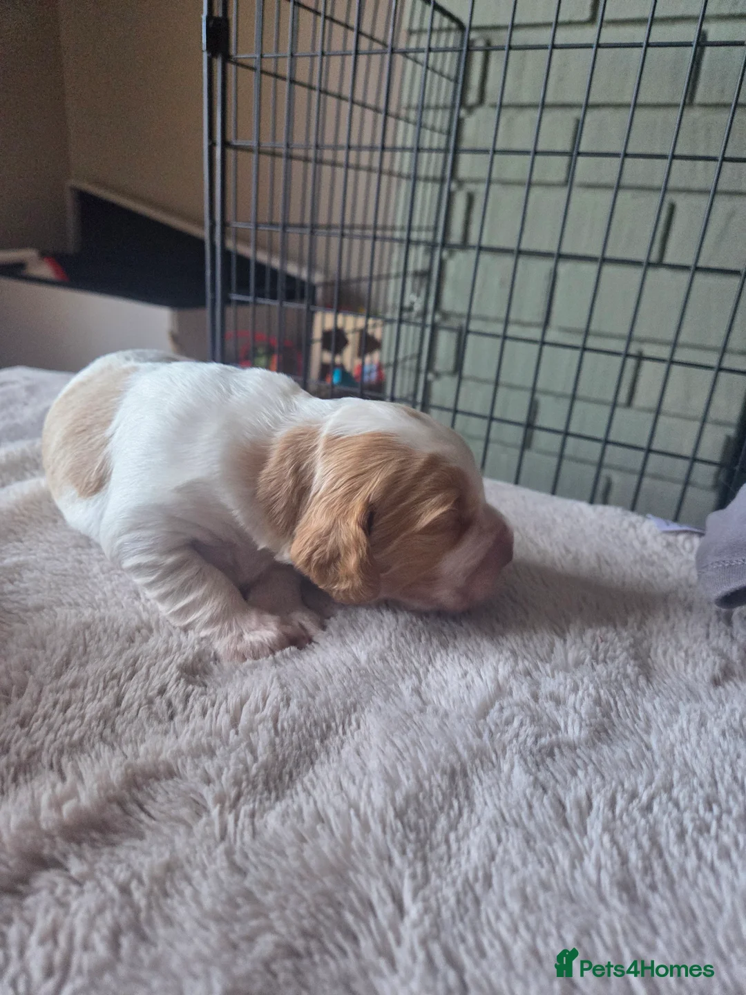Cocker Spaniel dogs for sale: Kc registered cocker spaniels - Advert 3