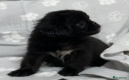 Mixed Breed dogs for sale: 4 fully vaccinated Tiny Pugingeses left  - Image 7