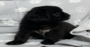 Mixed Breed dogs - Advert 4