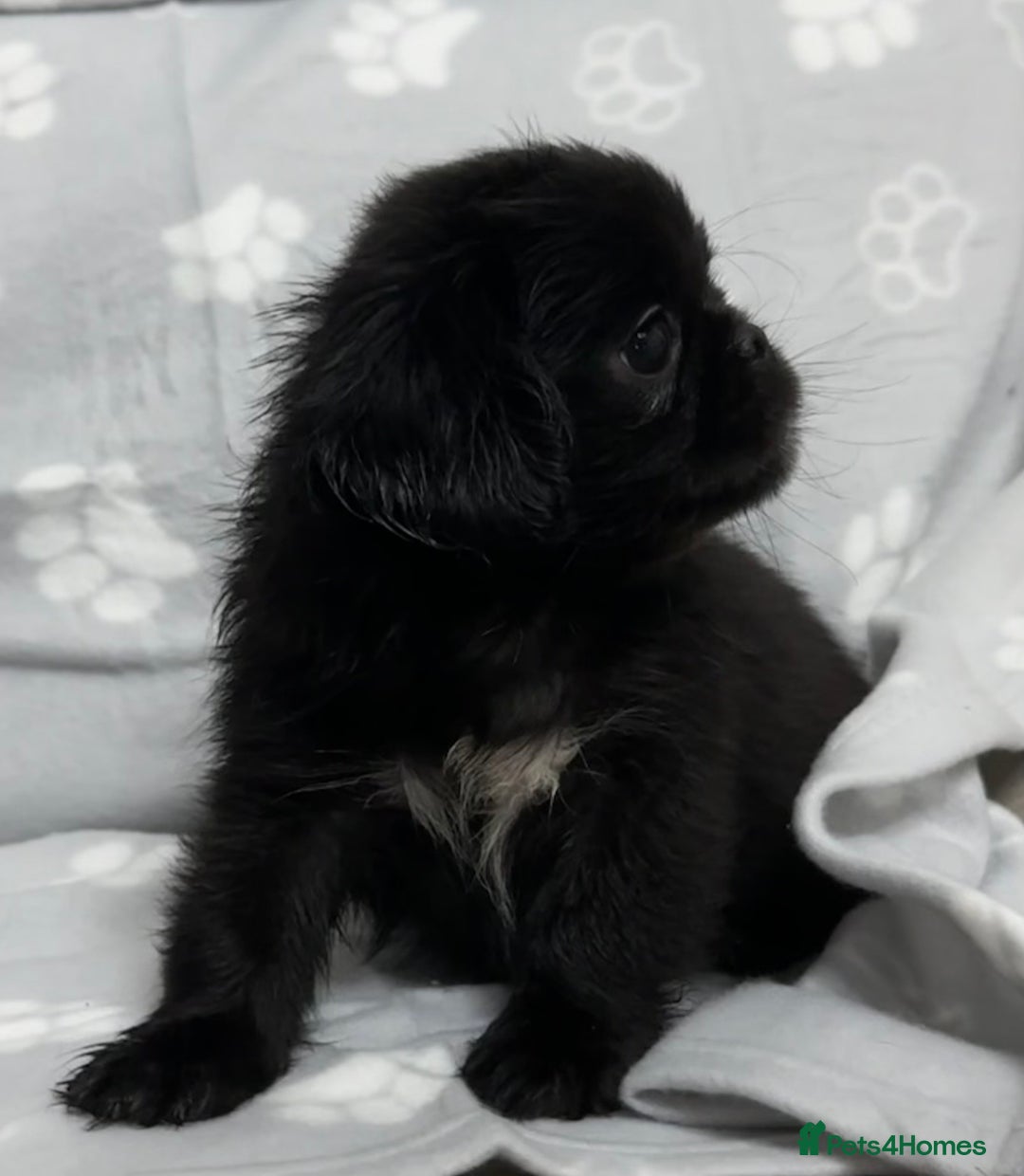 Mixed Breed dogs for sale: 4 fully vaccinated Tiny Pugingeses left  - Image 7