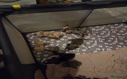 Mixed Breed dogs for sale: Puppies - Image 8