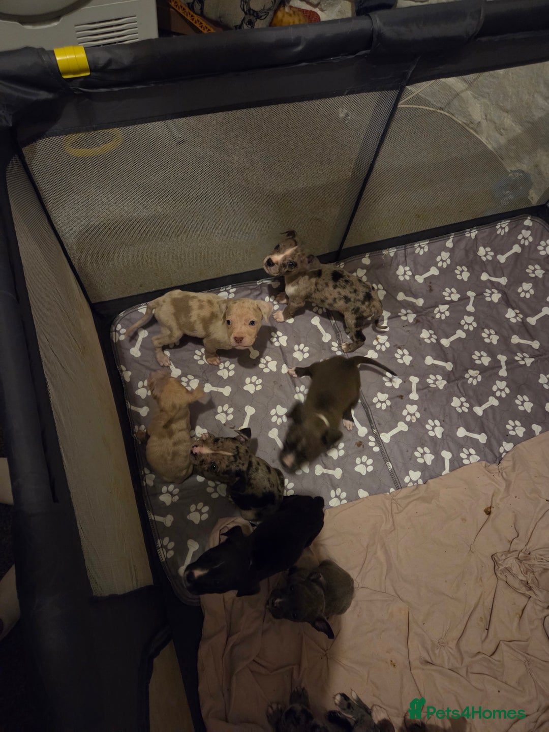 Mixed Breed dogs for sale: Puppies - Image 8