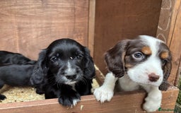 Cockapoo dogs for sale: Miniature f1b cockerpoos - Image 3