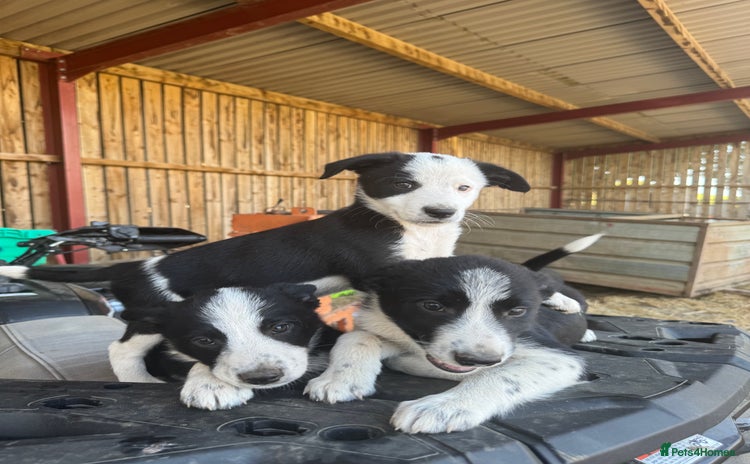 Border Collie dogs - Advert 5