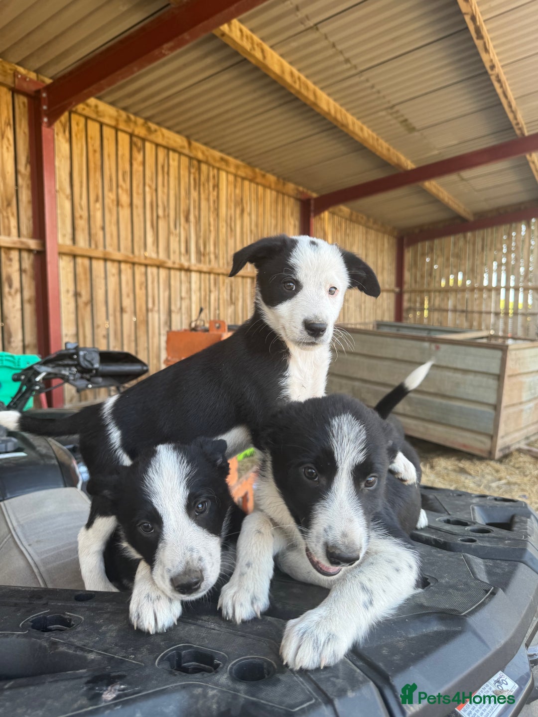 Border Collie dogs for sale: 3 males left .. female now sold! - Image 1