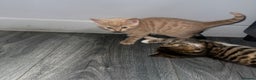 Mixed Breed cats for sale: Kittens  - Advert 4