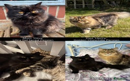 Mixed Breed cats for sale: Beautiful Persian Chinchilla cross kittens  - Image 18