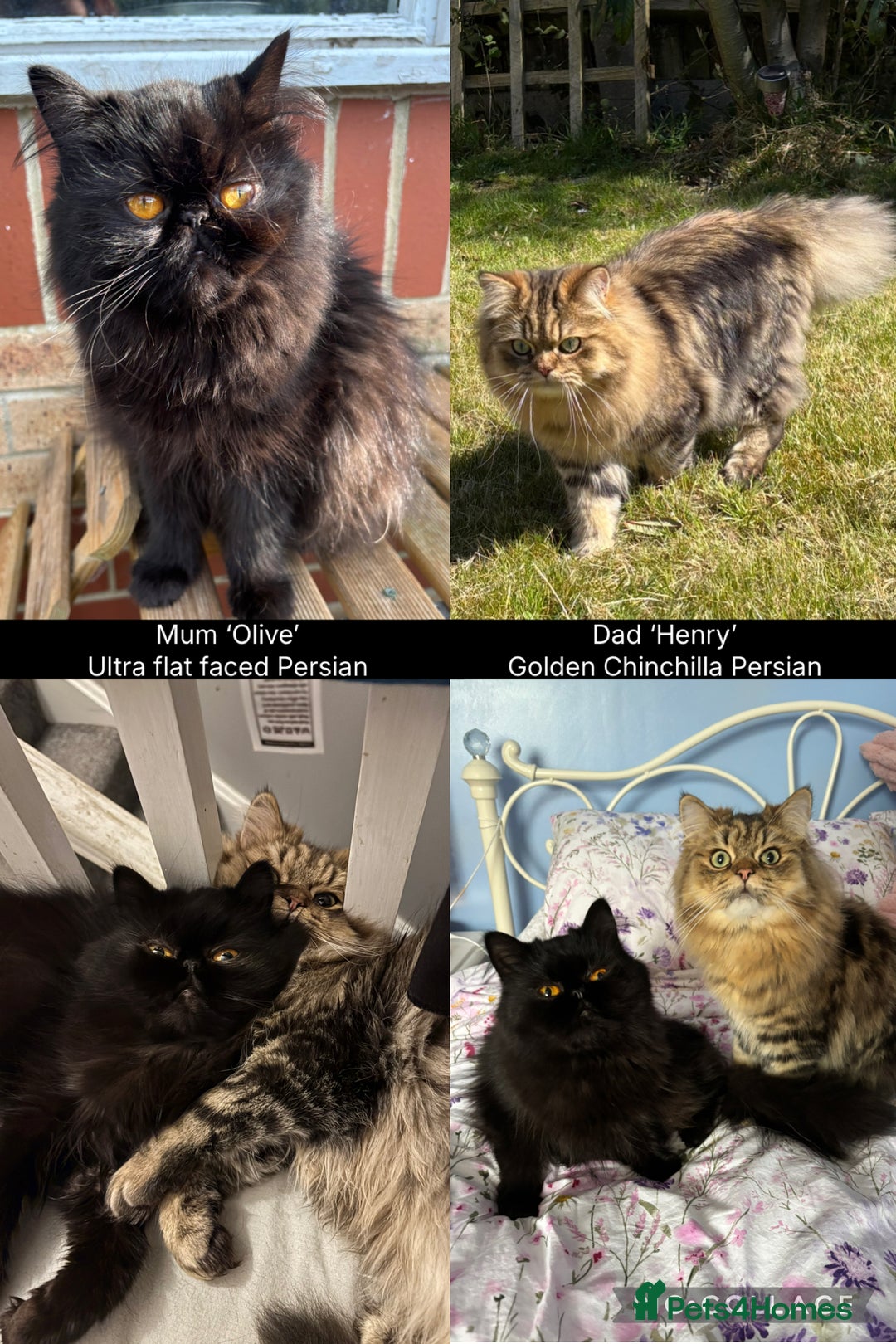 Mixed Breed cats for sale: Beautiful Persian Chinchilla cross kittens  - Image 18