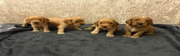 Cockapoo dogs for sale: 7 Gorgeous Cockapoo Puppies Left - Advert 16