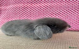 Mini Lop rabbits for sale: Beautiful mini lop kits  - Image 15