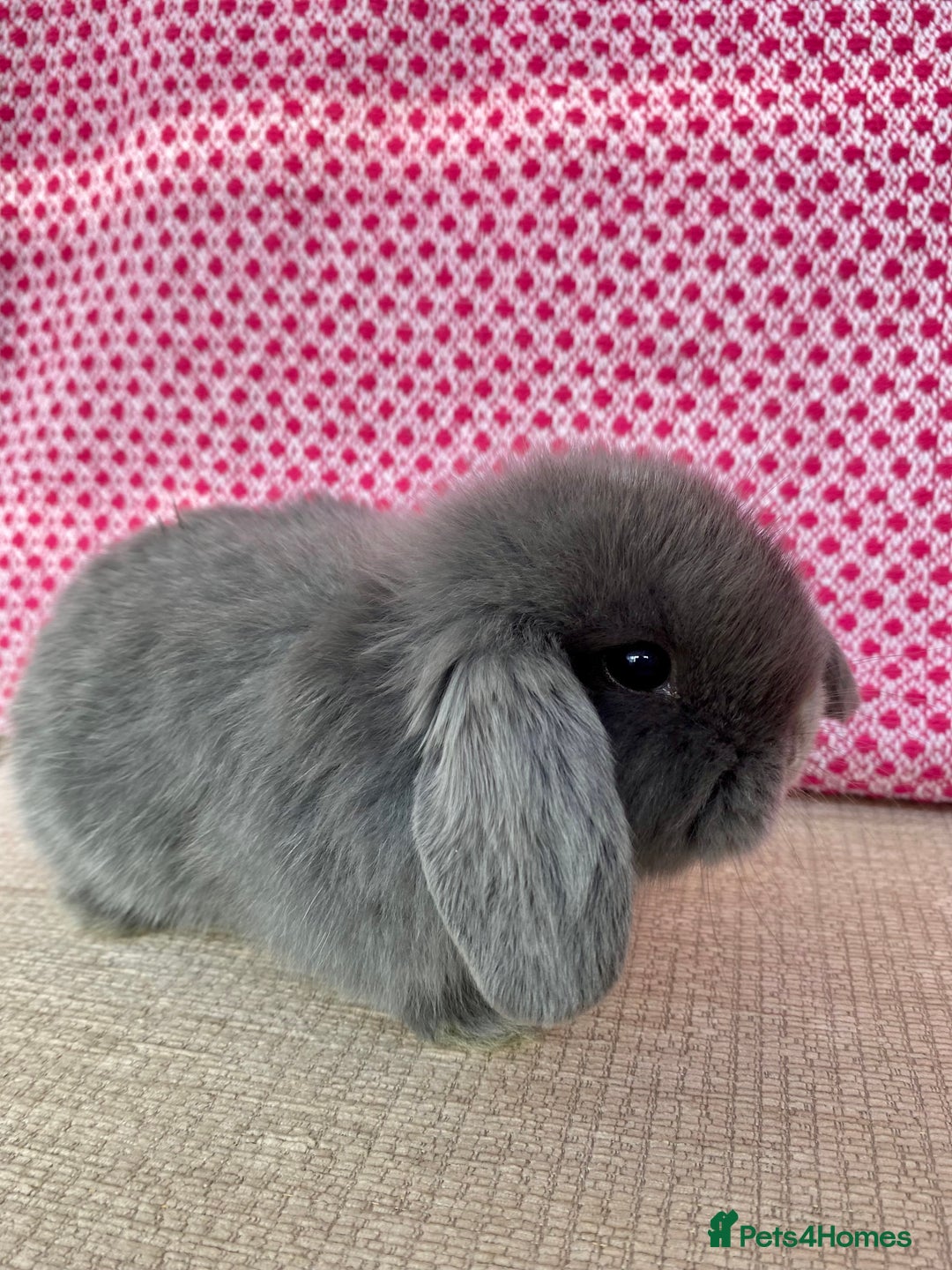 Mini Lop rabbits for sale: Beautiful mini lop kits  - Image 15