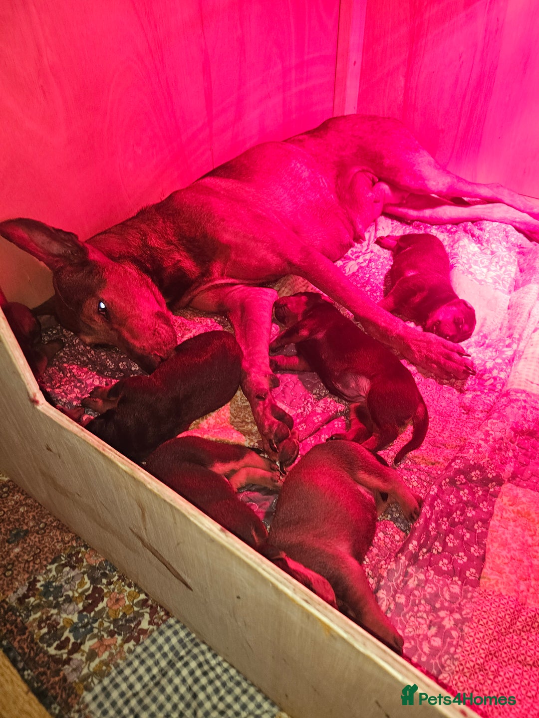 Chinese Red Dog dogs for sale: Chinese red dogs  - Advert 4