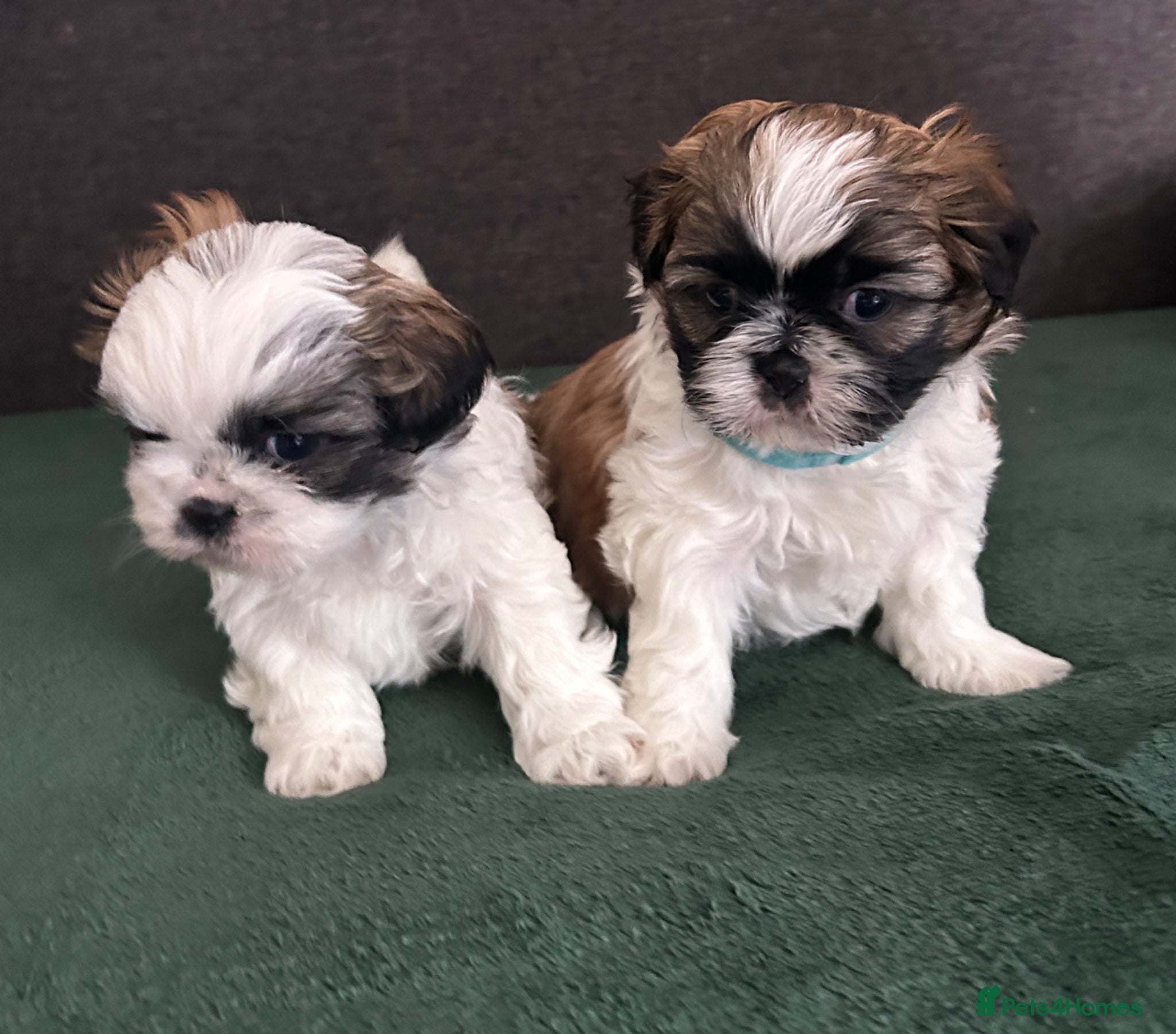 Shih Tzu dogs Shih Tzu  - Advert 14